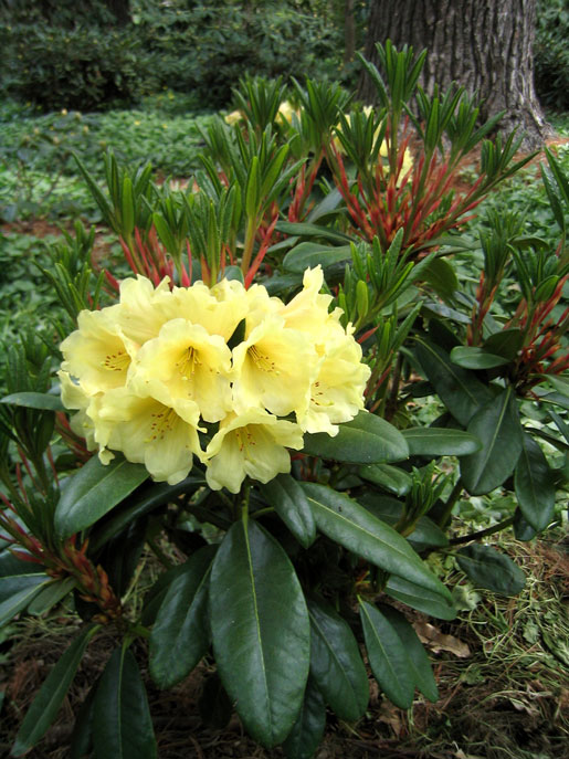 RHODODENDRON fulvum 'crest'