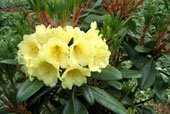 RHODODENDRON fulvum 'crest'