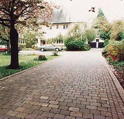 tegula drive