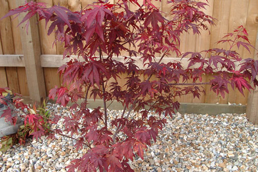 ACER palmatum 'atropurpureum'