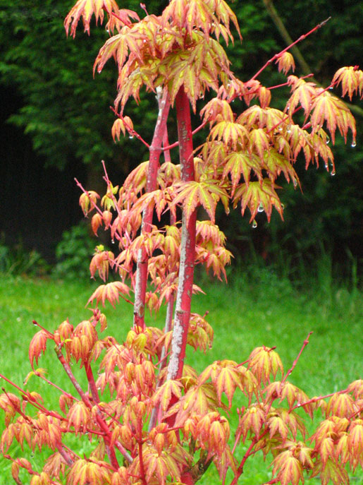 ACER palmatum 'Higasa yama'