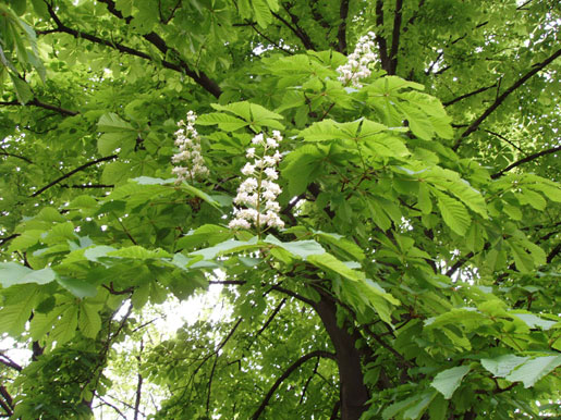 AESCULUS hippocastanum