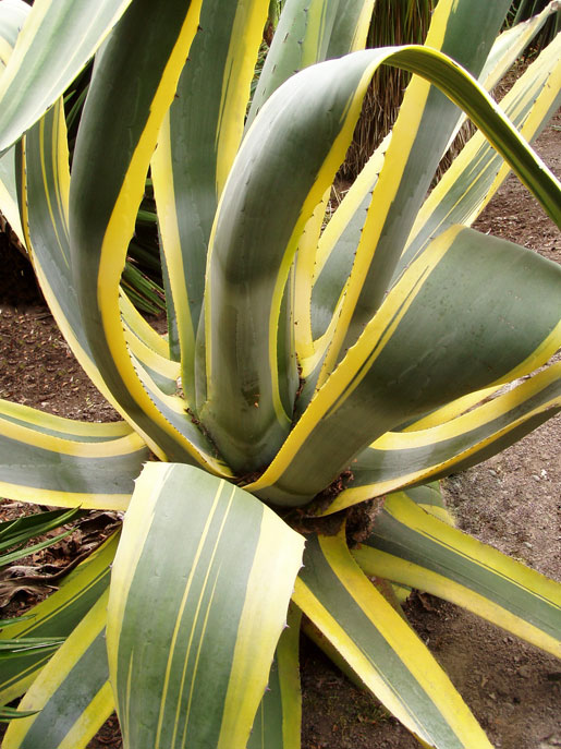 AGAVE americanum 'Variegata'