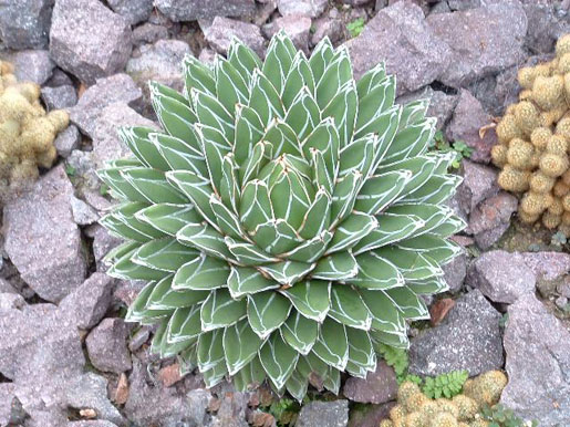 AGAVE victoriae-reginae