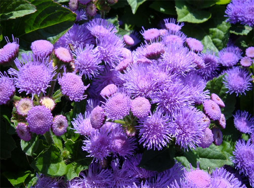 AGERATUM houstonianum 'Blue Danube'