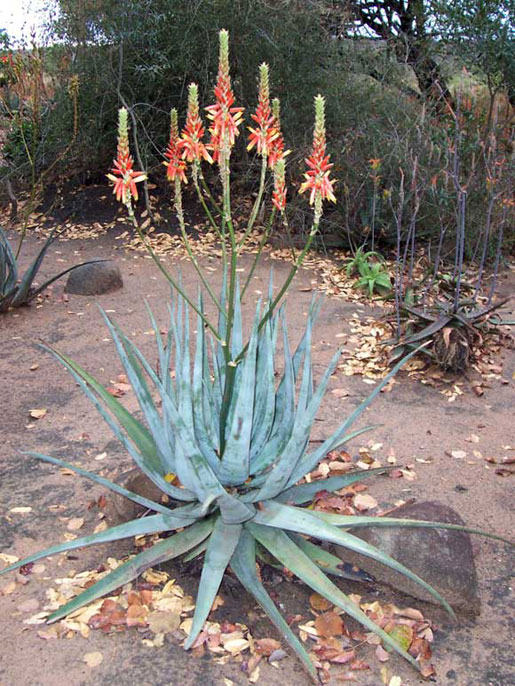 ALOE aborescens