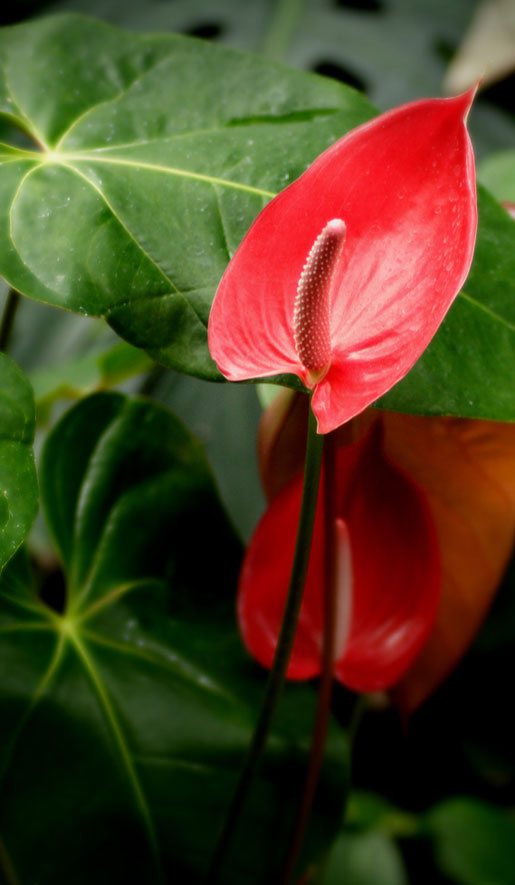 ANTHURIUM andreanum