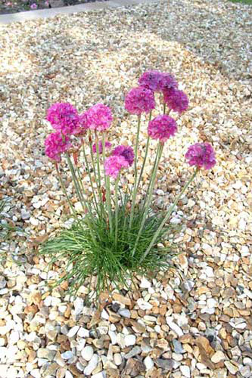 ARMERIA Maritima