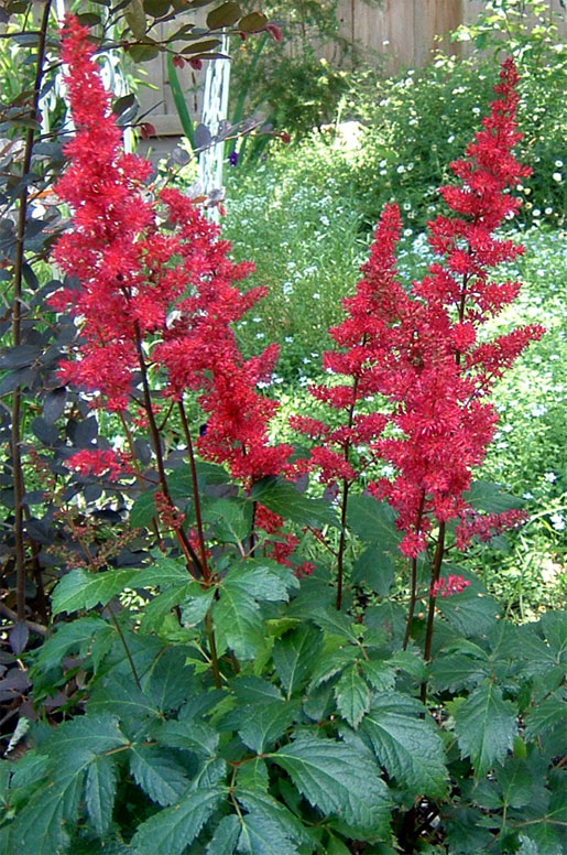 ASTILBE 'Fanal'