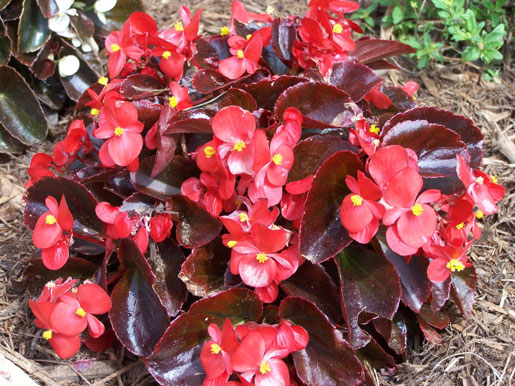 BEGONIA semperflorens