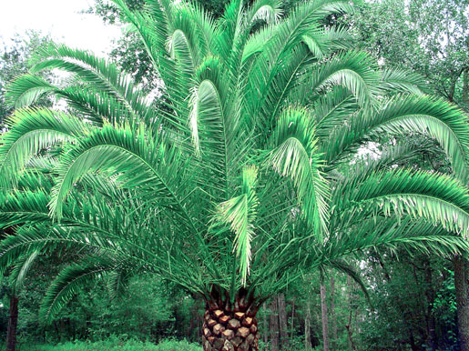 BUTIA capitata