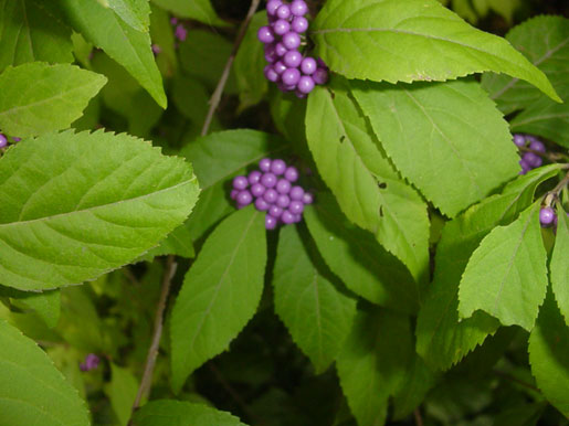 CALLICARPA bodinieri 'Giraldii'