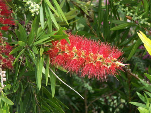 CALLISTEMON rigidus