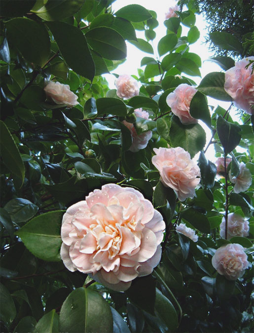 CAMELIA japonica 'Debutante'