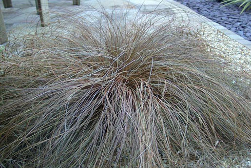 CAREX flagellifera