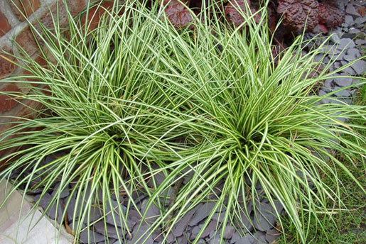 CAREX oshimensis 'Evergold'