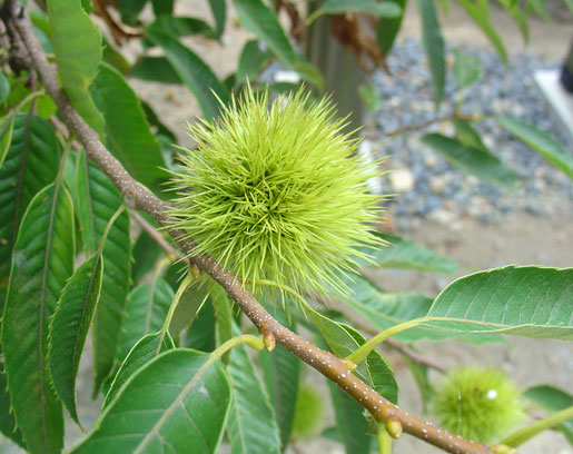 CASTANEA sativa