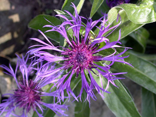 CENTAUREA montana