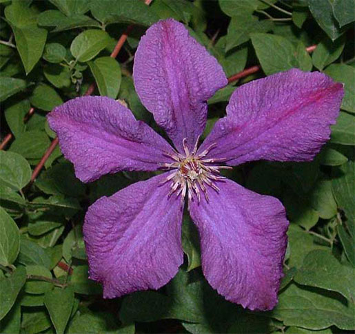 CLEMATIS 'General Sikorski'