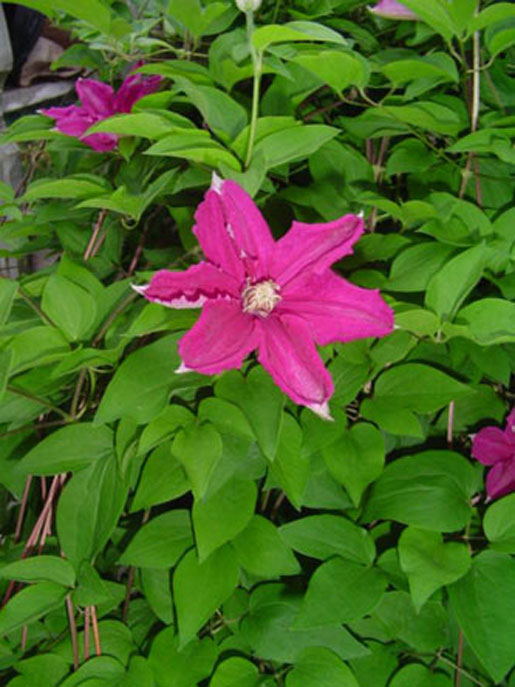 CLEMATIS 'Ville de Leon'