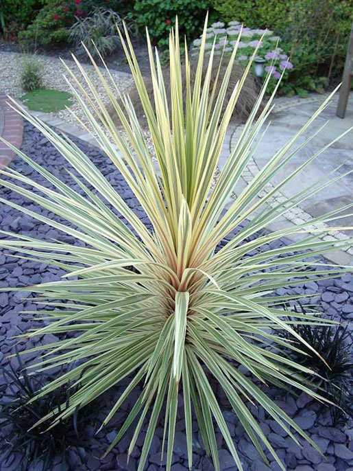 CORDYLINE australis 'Torbay dazzler'