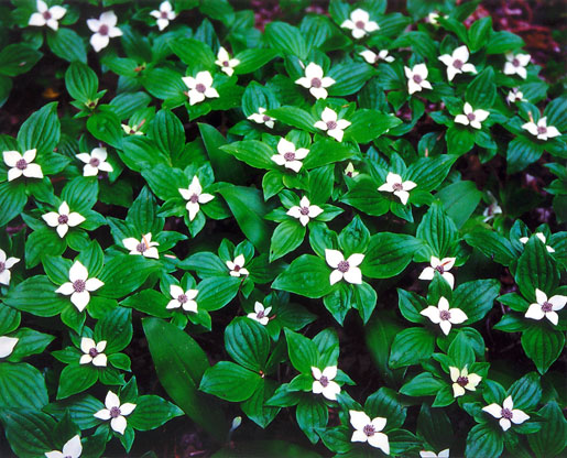 CORNUS canadensis