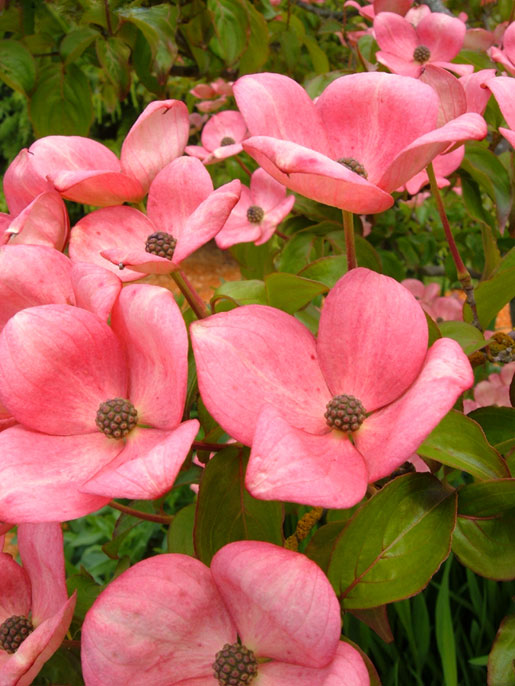 CORNUS kousa 'Satomi'