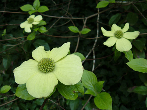 CORNUS nuttallii