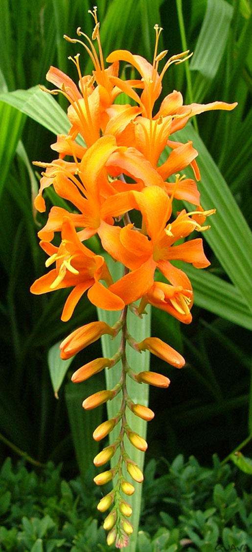 CROCOSMIA masonorum