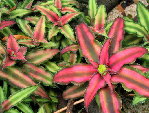 CRYPTANTHUS 'Pink Starlight'