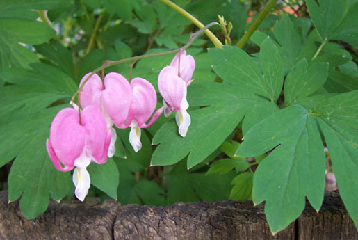 DICENTRA spectabilis