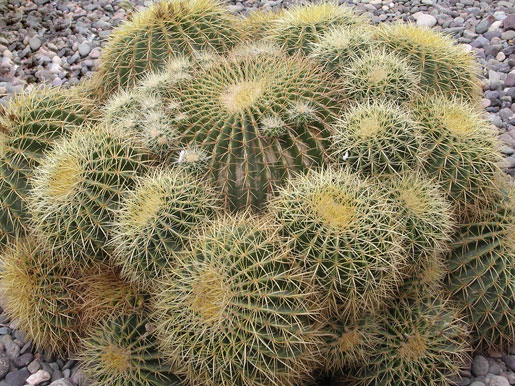 ECHINOCACTUS grusonnii