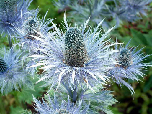 ERYNGIUM alpinum 'Blue Star'