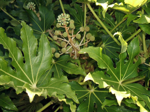 FATSIA japonica