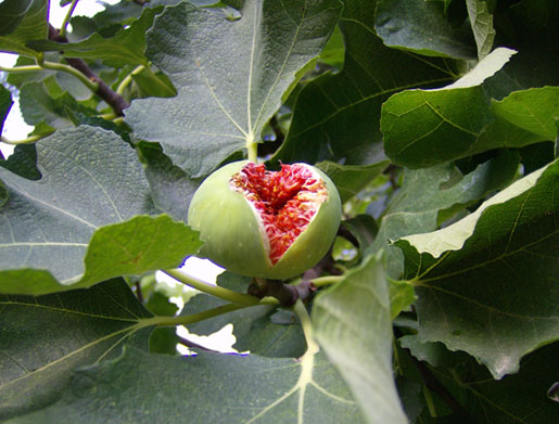 FICUS carica