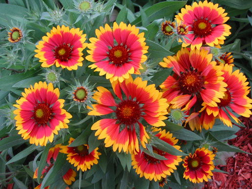 GAILLARDIA x grandiflora 'Arizona Sun'