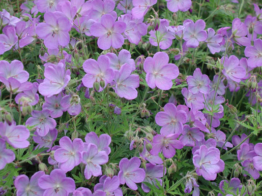 GERANIUM 'johnson's blue'