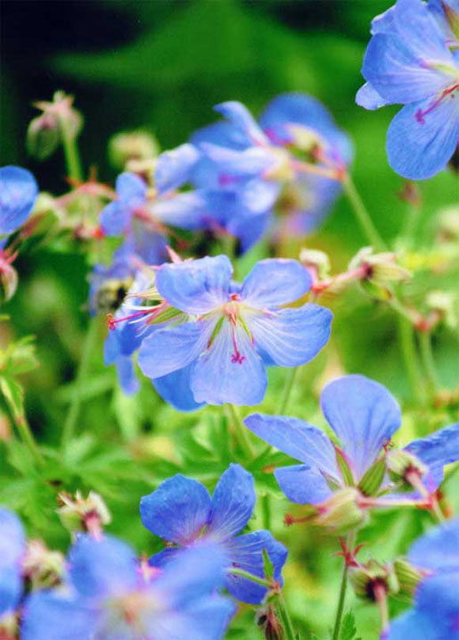 GERANIUM pratense