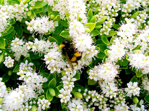 HEBE brachysiphon 'White Gem'