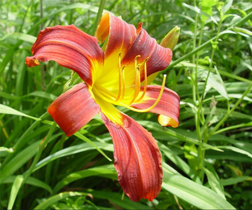 HEMEROCALLIS 'Long Stocking'