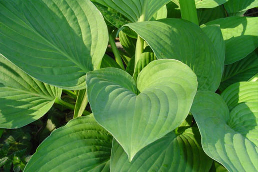 HOSTA 'Royal standard'