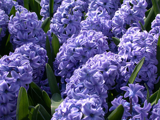 HYACINTHUS orientalis