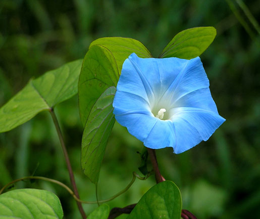 IPOMOEA tricolor