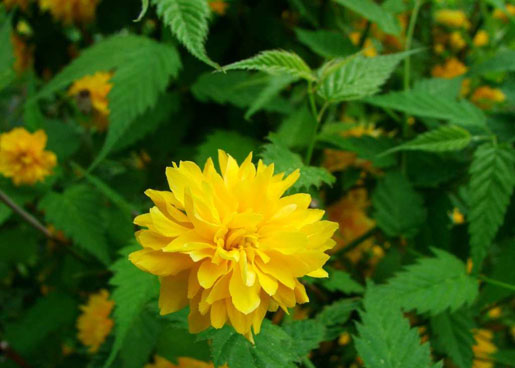 KERRIA japonica var. japonica