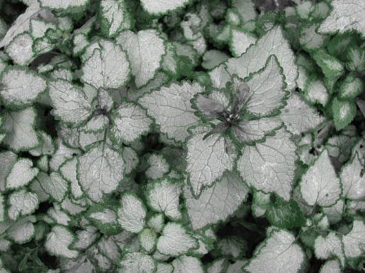 LAMIUM maculatum 'Beacon Silver'