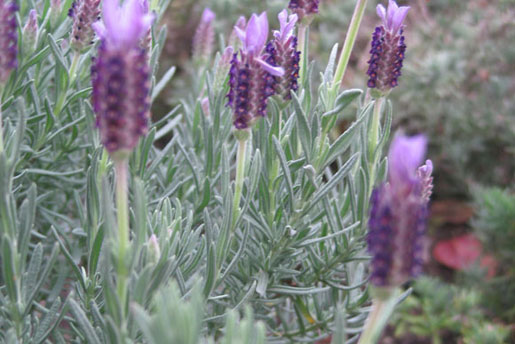 LAVENDULA stoechas