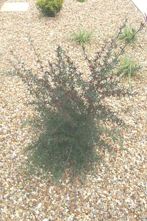 LEPTOSPERMUM scoparium 'red damask'