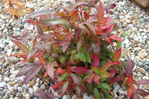 LEUCOTHOE fontanasiana 'scarletta'