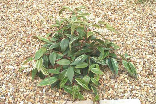 LEUCOTHOE walterii 'rainbow'