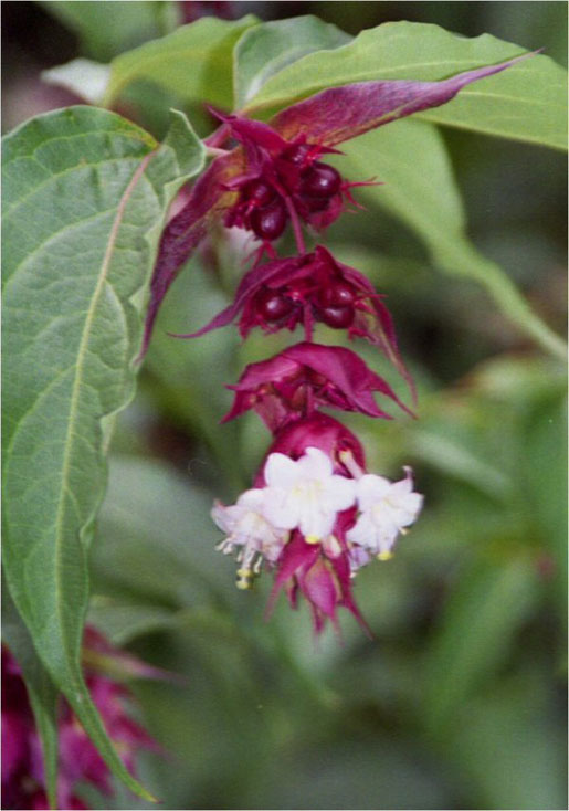 LEYCESTERIA formosa